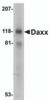 Western blot analysis of Daxx in 293 total cell lysate with Dax antibody at 1 mg/mL.