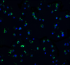 Immunofluorescence of DR3 in Jurkat cells with DR3 antibody at 20 &#956;g/mL.<br><br>Green: DR3 Antibody (1166) <br> Blue: DAPI staining