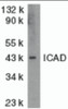 Antibodies: DR4 1167 (4 &#956;g/mL) , 1h incubation at RT in 5% NFDM/TBST.