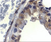 Immunohistochemistry of ICAD in mouse lung tissue with ICAD antibody at 2 ug/mL.