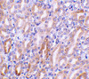Immunohistochemistry of CAD in mouse kidney tissue with CAD antibody at 1 ug/mL.