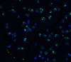 Immunofluorescence of ZIPK in Jurkat cells with ZIPK antibody at 10 ug/mL.