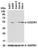 Figure 1 Western Blot Validation in Human Cells 
Loading: 15 &#956;g of lysates per lane.
Antibodies: CX3CR1 2093 (0.5 &#956;g/mL) , 1h incubation at RT in 5% NFDM/TBST.
Secondary: Goat anti-rabbit IgG HRP conjugate at 1:10000 dilution.