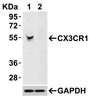 Figure 2 KD Validation in 293 Cells
Loading: 15 ug of lysates per lane.
Antibodies: CX3CR1 2093 (0.5 ug/mL) , 1h incubation at RT in 5% NFDM/TBST.
Secondary: Goat anti-rabbit IgG HRP conjugate at 1:10000 dilution.
Lane 1: 293 cells transfected with control siRNAs.
Lane 2: 293 cells transfected with CX3CR1 siRNAs.