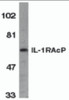 Western blot analysis of IL-1RAcP in HeLa whole cell lysate with IL-1RAcP antibody at 1 &#956;g/mL.