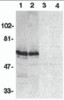 Western blot analysis of SODD in HeLa (1, 3) and THP-1 (2, 4) whole cell lysates in the absence (1, 2) or presence (3, 4) of blocking peptide (Catalog no. 2143P) with SODD antibody at 1:500 dilution.