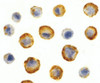 Immunocytochemistry of SODD in HeLa cells with SODD antibody at 5 ug/mL.