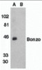 Western blot analysis of Bonzo in human spleen tissue lysate with Bonzo antibody at 1 &#956;g/mL in (A) the absence or (B) the presence of blocking peptide.