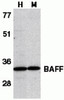 Figure 1 Western Blot Validation in Human HL60 Cell Lysate (H) and Mouse Spleen Lysate (M) 
Loading: 15 &#956;g of lysates per lane.
Antibodies: BAFF 2221 (1 &#956;g/mL) , 1h incubation at RT in 5% NFDM/TBST.
Secondary: Goat anti-rabbit IgG HRP conjugate at 1:10000 dilution.