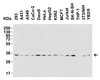 Figure 2 Western Blot Validation in Human, Mouse and Rat Cell Lines
Loading: 15 ug of lysates per lane.
Antibodies: BAFF 2221 (1 ug/mL) , 1h incubation at RT in 5% NFDM/TBST.
Secondary: Goat anti-rabbit IgG HRP conjugate at 1:10000 dilution.