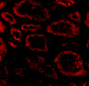 Immunofluorescence of Ski in human kidney tissue with Ski antibody at 20 ug/mL.