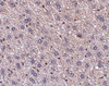 Immunohistochemistry of F1A&#945; in mouse liver tissue with F1A&#945; antibody at 5 ug/mL.