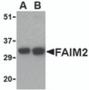 Western blot analysis of FAIM2 in EL4 cell lysate with FAIM2 antibody at (A) 0.5 and (B) 1 &#956;g/mL.