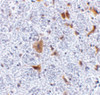 Immunohistochemistry of FAIM2 in mouse brain tissue with FAIM2 antibody at 5 ug/mL.