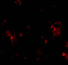 Immunofluorescence of DcR1 in rat liver tissue with DcR1 antibody at 10 ug/mL.