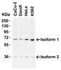 Figure 1 Western Blot Validation in Human Cell Lines
Loading: 15 &#956;g of lysates per lane.
Antibodies: AIF 2301, (2 µg/mL) , 1h incubation at RT in 5% NFDM/TBST.
Secondary: Goat anti-rabbit IgG HRP conjugate at 1:10000 dilution.