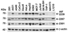 Figure 2 Independent Antibody Validation (IAV) via Protein Expression Profile in Cell Lines
Loading: 15 ug of lysates per lane.
Antibodies: AIF 2267, (1 ug/mL) , AIF 2239, (1 ug/mL) , AIF 2301, (2 ug/mL) , and beta-actin (1 ug/mL) , 1h incubation at RT in 5% NFDM/TBST.
Secondary: Goat anti-rabbit IgG HRP conjugate at 1:10000 dilution.