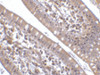 Immunohistochemistry of CIDE-B in human small intestine tissue with CIDE-B antibody at 5 ug/mL.