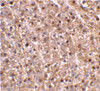 Immunohistochemical staining of mouse liver tissue using caspase-12 antibody at 2 ug/mL.