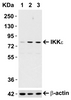 Figure 1 Induction Validation in Mouse Cell Line
Loading: 15 &#956;g of Raw264.7 cell lysates per lane.
Antibodies: IKK epsilon 2329 (1 &#956;g/mL) , 1h incubation at RT in 5% NFDM/TBST.
Secondary: Goat anti-rabbit IgG HRP conjugate at 1:10000 dilution.
Cells were treated with LPS (0.3 &#956;g/mL) for 3 hrs (lane 2) and 6 hrs (lane 3) or with control (lane 1) .