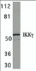 Western blot analysis of IKK gamma in HeLa whole cell lysate with IKK gamma antibody at 1 &#956;g/mL.
