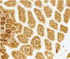 Immunohistochemistry of DC-SIGN in human small intestine tissue with DC-SIGN antibody at 10 ug/mL.