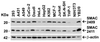 Figure 2 Independent Antibody Validation (IAV) via Protein Expression Profile in Cell Lines
Loading: 15 ug of lysates per lane.
Antibodies: Smac 2409 (1 ug/mL) , Smac 2411 (1 ug/mL) , and beta-actin (1 ug/mL) , 1h incubation at RT in 5% NFDM/TBST.
Secondary: Goat anti-rabbit IgG HRP conjugate at 1:10000 dilution.