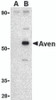 Western blot analysis of Aven in Raji cell lysate with Aven antibody at 1 &#956;g/mL in (A) the presence and (B) the absence of blocking peptide.