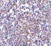 Immunohistochemistry of Aven in human spleen tissue with Aven antibody at 5 ug/mL.