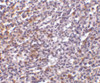 Immunohistochemistry of TCCR in human spleen tissue with TCCR antibody at 10 ug/mL.