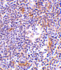 Immunohistochemistry of KappaB ras in human lymph node tissue with KappaB ras antibody at 1 ug/mL.