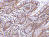 Immunohistochemistry of Livin in human small intestine tissue with Livin antibody at 5 ug/mL.