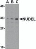 Western blot analysis of Nudel in Jurkat whole cell lysate with Nudel antibody at (A) 0.5, (B) 1, or (C) 2 &#956;g/mL.