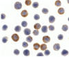 Immunocytochemistry of ILP-2 in HepG2 cells with ILP-2 antibody at 10 ug/mL.