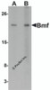 Western blot analysis of Bmf expression in HepG2 cell lysate with Bmf antibody at (A) 2.5 and (B) 5 &#956;g/mL.