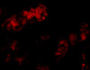 Immunofluorescence of Bmf in human kidney tissue with Bmf antibody at 10 ug/mL.