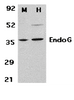 Figure 1 Western Blot Validation in Mouse 3T3 (M) and Human HepG2 (H) Cell Lysates
Loading: 15 &#956;g of lysates per lane.
Antibodies: EndoG 3035 (2 &#956;g/mL) , 1h incubation at RT in 5% NFDM/TBST.
Secondary: Goat anti-rabbit IgG HRP conjugate at 1:10000 dilution.