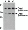 Western blot analysis of OMI in U937 lysate with Omi antibody at (A) 0.5, (B) 1, and (C) 2 &#956;g/mL.