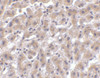 Immunohistochemistry of OMI in human liver tissue with OMI antibody at 2 ug/mL.