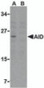 Western blot analysis of AID in Ramos whole cell lysate with AID antibody at 2 &#956;g/mL in either the (A) absence or (B) presence of blocking peptide.