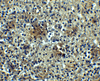 Immunohistochemistry of BAFF-R in human spleen tissue with BAFF-R antibody at 5 ug/mL.