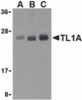 Western blot analysis of TL1A in PC-3 cell lysates with TL1A antibody at (A) 0.5, (B) 1, and (C) 2 &#956;g/mL.