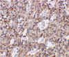 Immunohistochemical staining of human spleen cells using TLR2 antibody at 2 ug/mL.