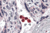 Immunohistochemistry of TLR4 in human placenta tissue with TLR4 antibody at 5 &#956;g/mL.