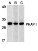 Figure 1 Western Blot Validation in (A) Human Raji Cells, (B) Mouse testis tissue lysate and (C) Rat testis tissue lysate
Loading: 15 &#956;g of lysates per lane.
Antibodies: PHAP I 3151 (1 &#956;g/mL) , 1h incubation at RT in 5% NFDM/TBST.
Secondary: Goat anti-rabbit IgG HRP conjugate at 1:10000 dilution.