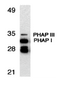 Western blot analysis of PHAP expression in human Raji cell llysate with PHAP antibody at 1 &#956;g/mL.