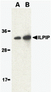 Western blot analysis of ILPIP in human brain lysate with ILPIP antibody at (A) 1 and (B) 2 &#956;g/mL.