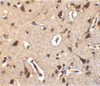 Immunohistochemistry of ILPIP in human brain tissue with ILPIP antibody at 10 ug/mL.