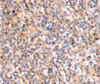 Immunohistochemical staining of human spleen tissue using XAF-1 antibody at 2 ug/mL.