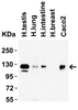 Figure 2 Western Blot Validation in Human Tissues and Cell Line
Loading: 15 ug of lysates per lane.
Antibodies: ACE2, 3217 (2 ug/mL) , 1h incubation at RT in 5% NFDM/TBST.
Secondary: Goat anti-rabbit IgG HRP conjugate at 1:10000 dilution.